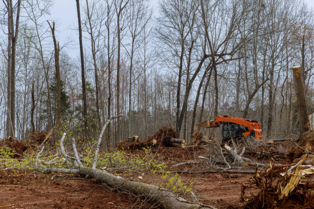 Prospect, OH Tree Services Company